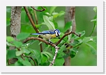 sinitiainen Parus caeruleus 3903 * 1000 x 667 * (106KB)